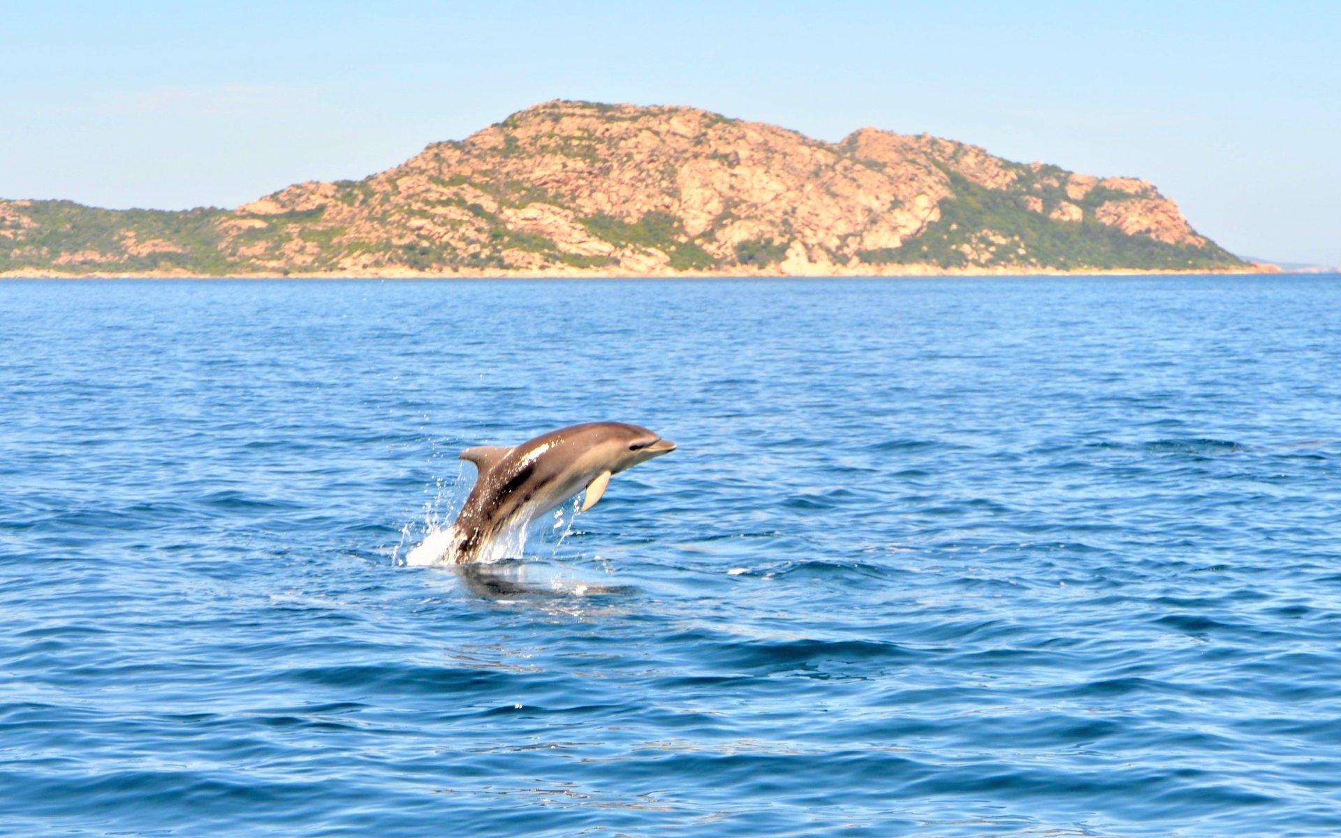 Dolphin leaping from the sea near Capo Figari, Italy.