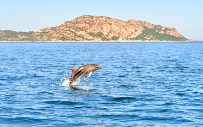 Dolphin leaping from the sea near Capo Figari, Italy.