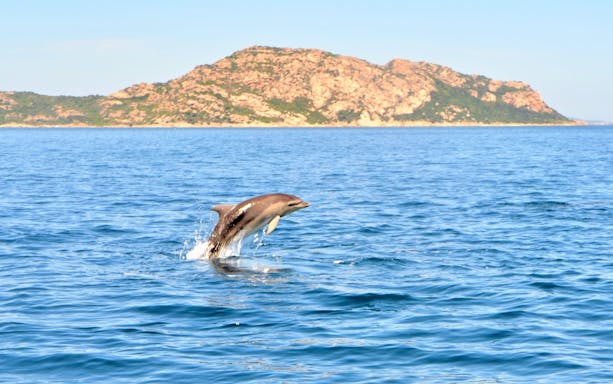 Dolphin leaping from the sea near Capo Figari, Italy.