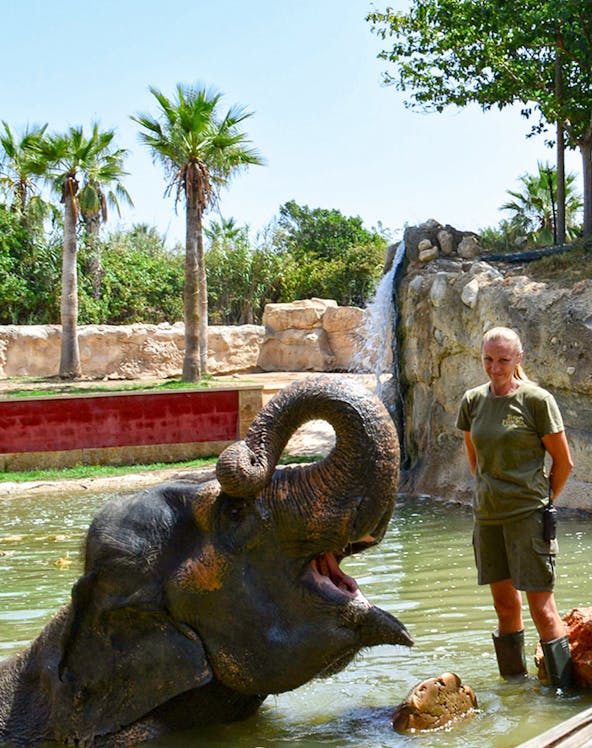 Elephant in water with zookeeper at Terra Natura Benidorm, Valencia.