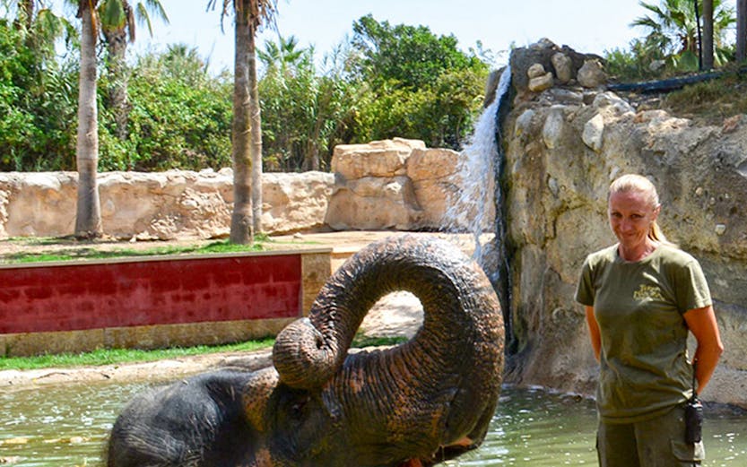 Elephant in water with zookeeper at Terra Natura Benidorm, Valencia.
