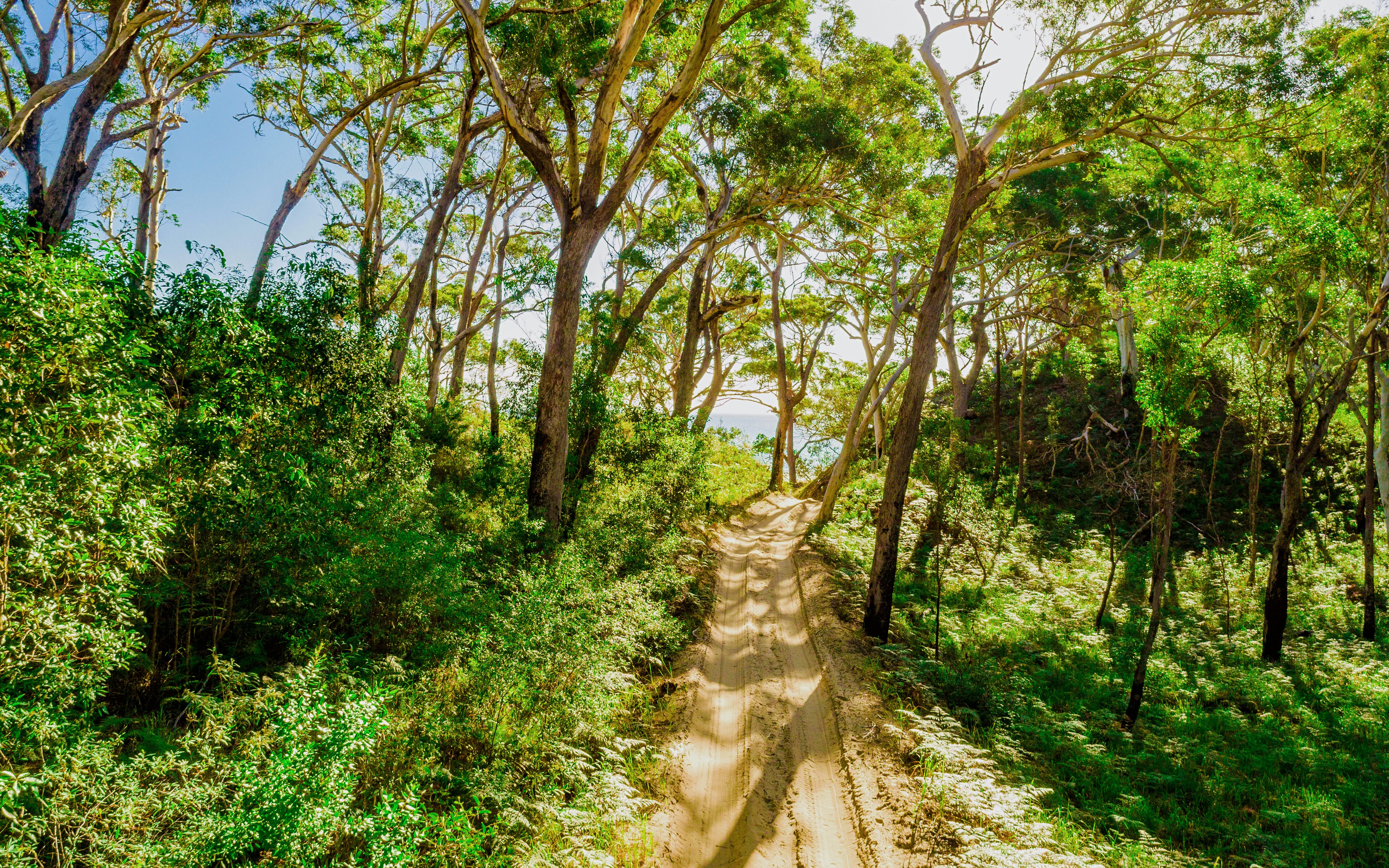 Bush track through dense forest on Moreton Island, Australia.