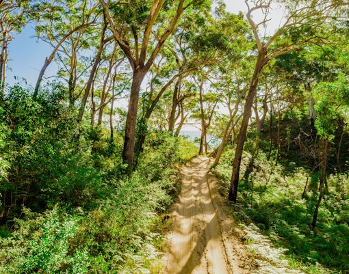 Bush track through dense forest on Moreton Island, Australia.