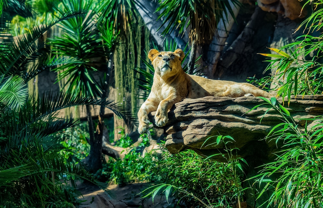 Loro Parque entradas