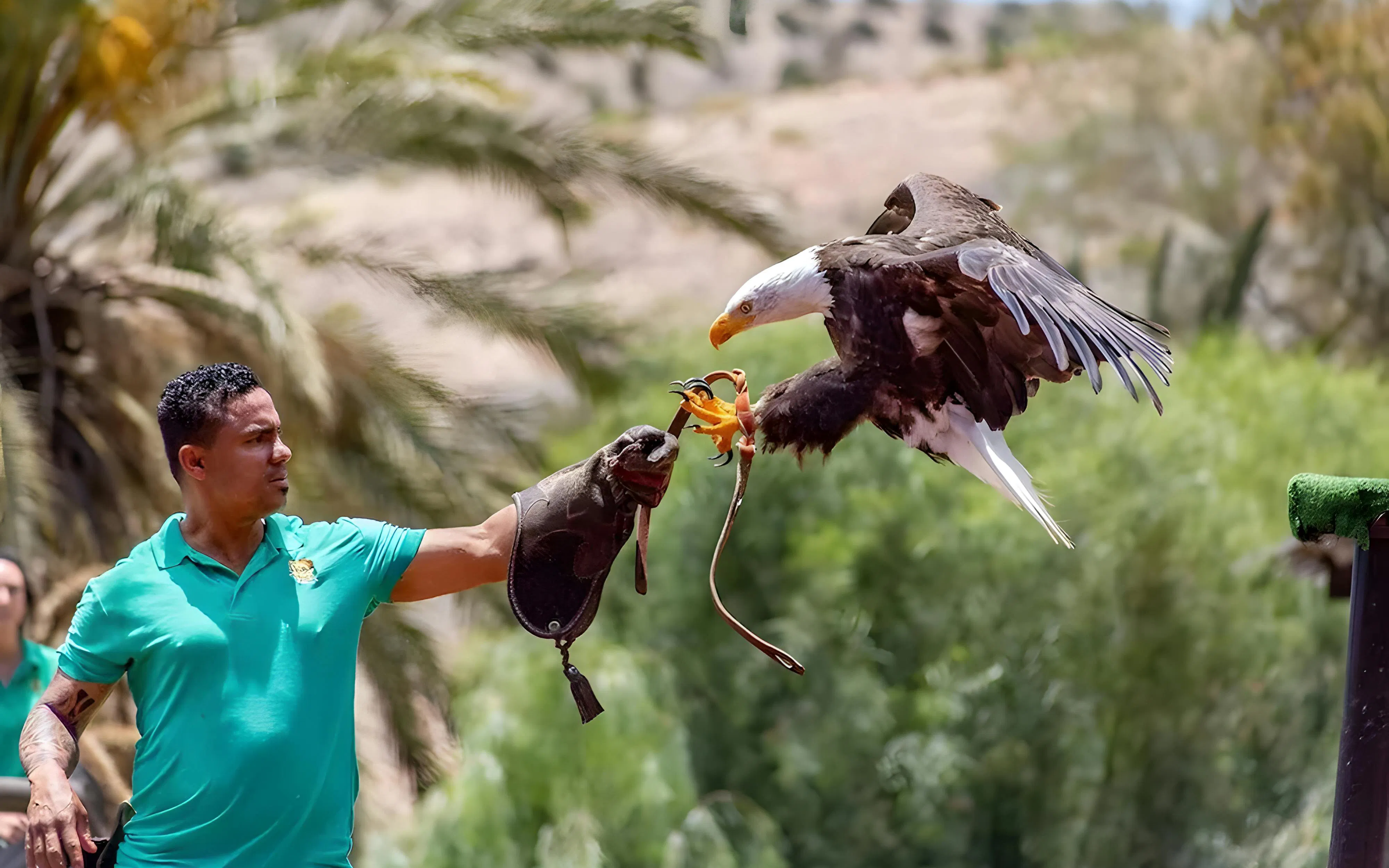 Handler with eagle during Oasis Wildlife bird show.