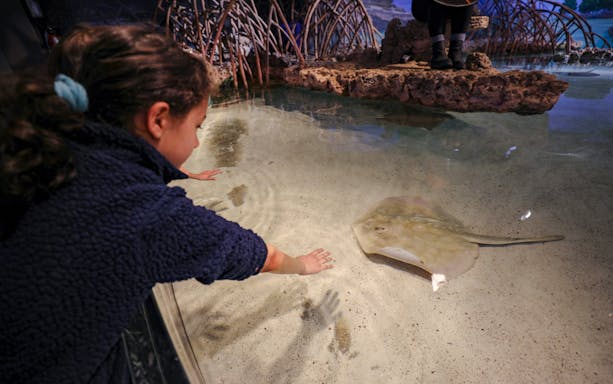 Child interacting with ray at Shark and Ray Touch Tank, New England Aquarium, Boston.