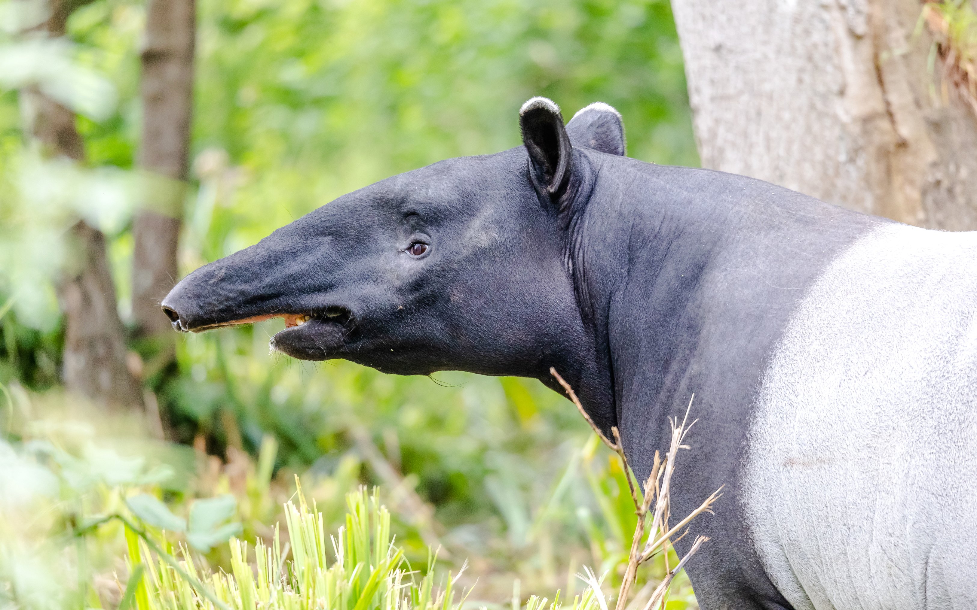 Malayan tapir in a lush forest setting.