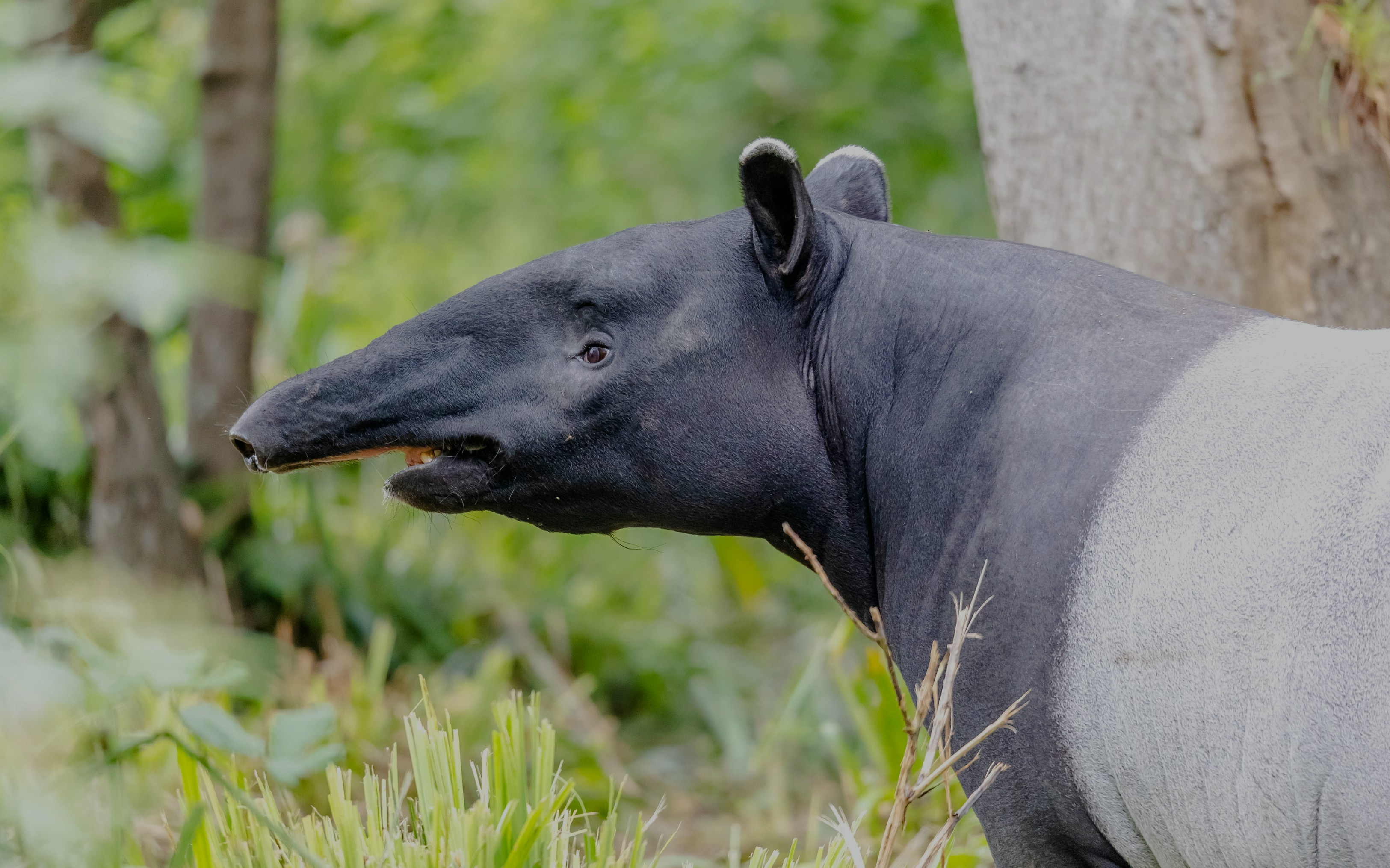 Malayan tapir in a lush forest setting.
