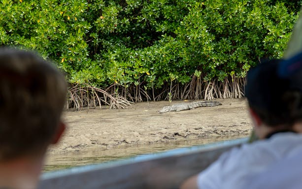 Crocodile on riverbank viewed from boat during Ultimate Daintree Tour, Cape Tribulation.