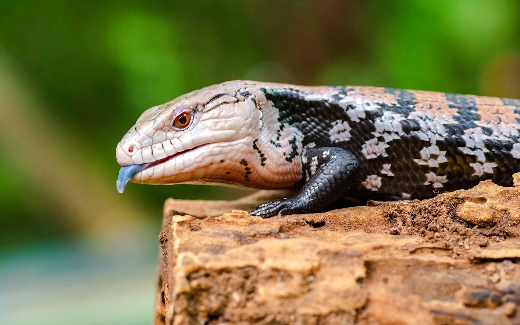 Blue tongue skink resting on a log with a blurred green background.