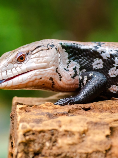 Blue tongue skink resting on a log with a blurred green background.