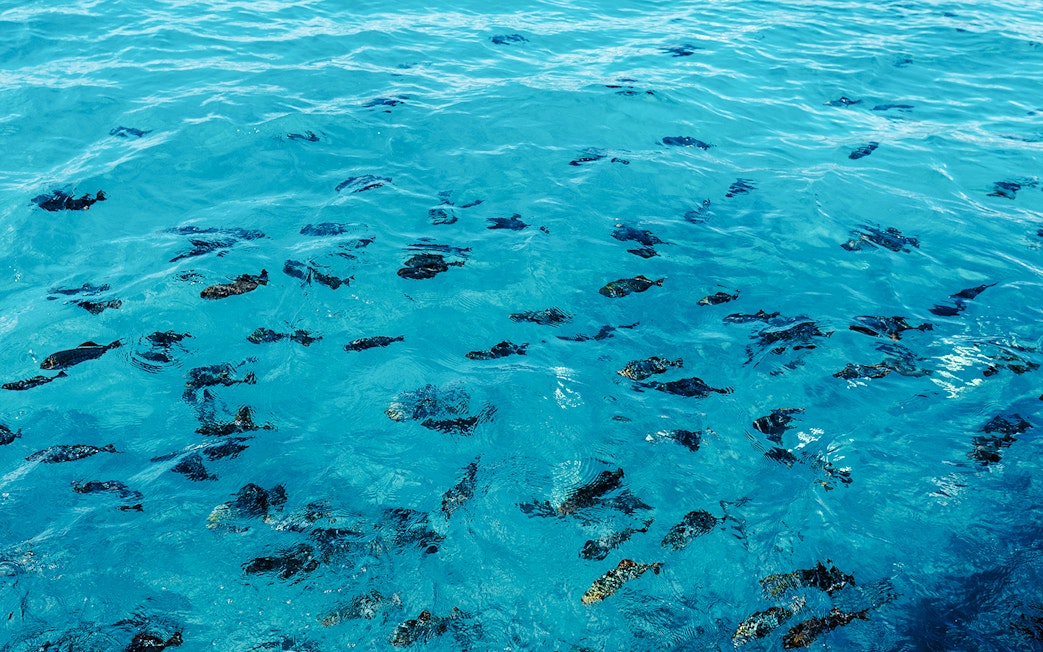 School of small fish swimming in turquoise water off Waikiki coast.