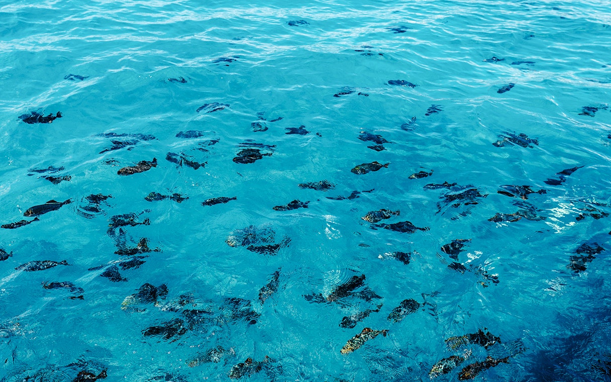 School of small fish swimming in turquoise water off Waikiki coast.