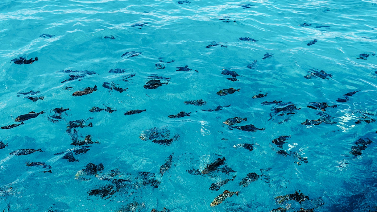 School of small fish swimming in turquoise water off Waikiki coast.