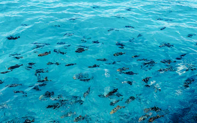 School of small fish swimming in turquoise water off Waikiki coast.