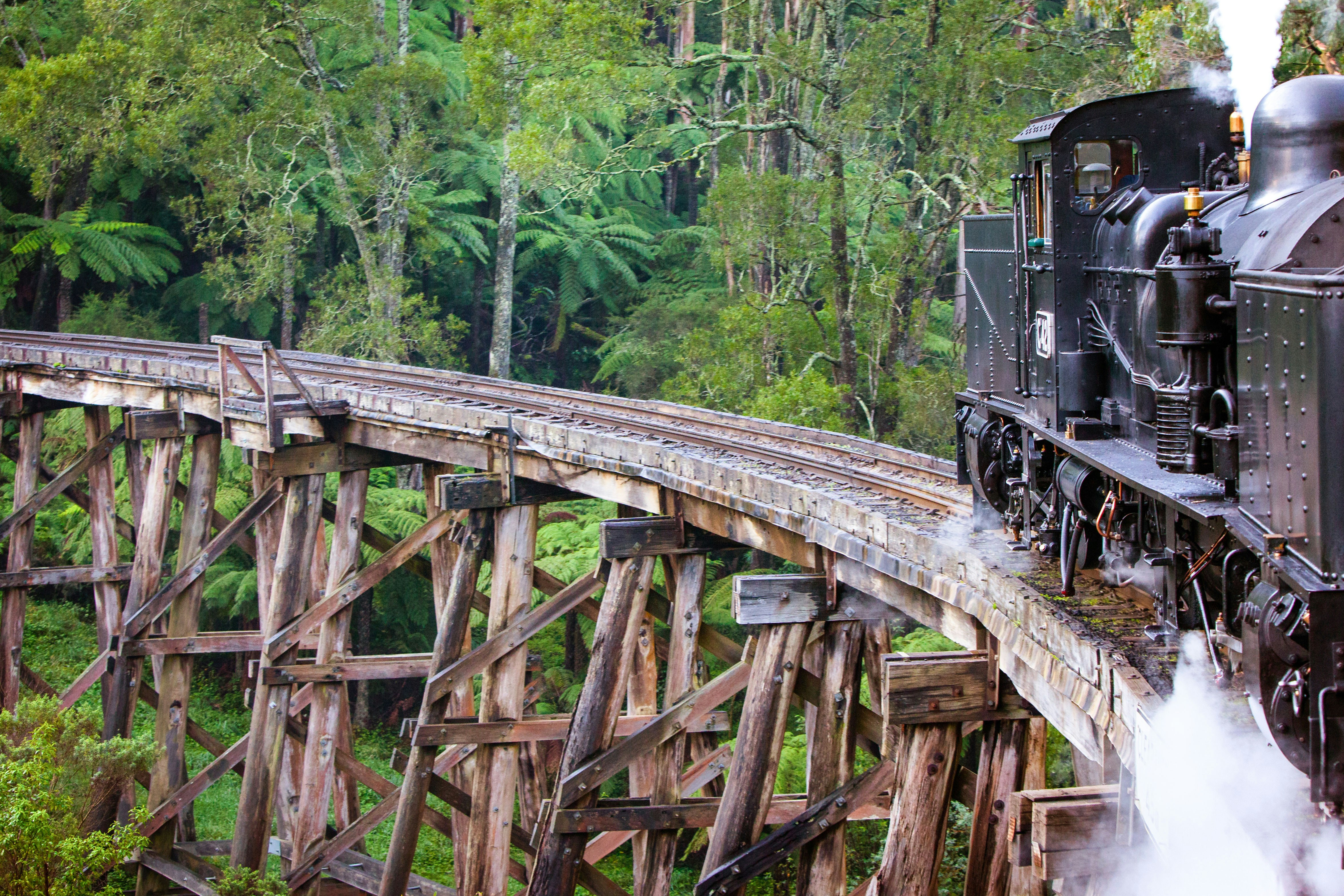 Steam train crossing Puffing Billy Trestle Bridge in lush forest.