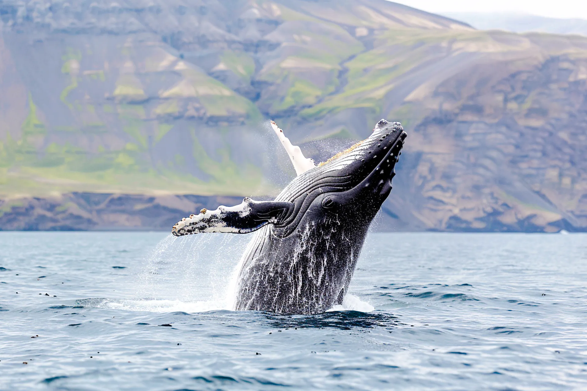 reykjavik old town tour and whale watching cruise tickets-1