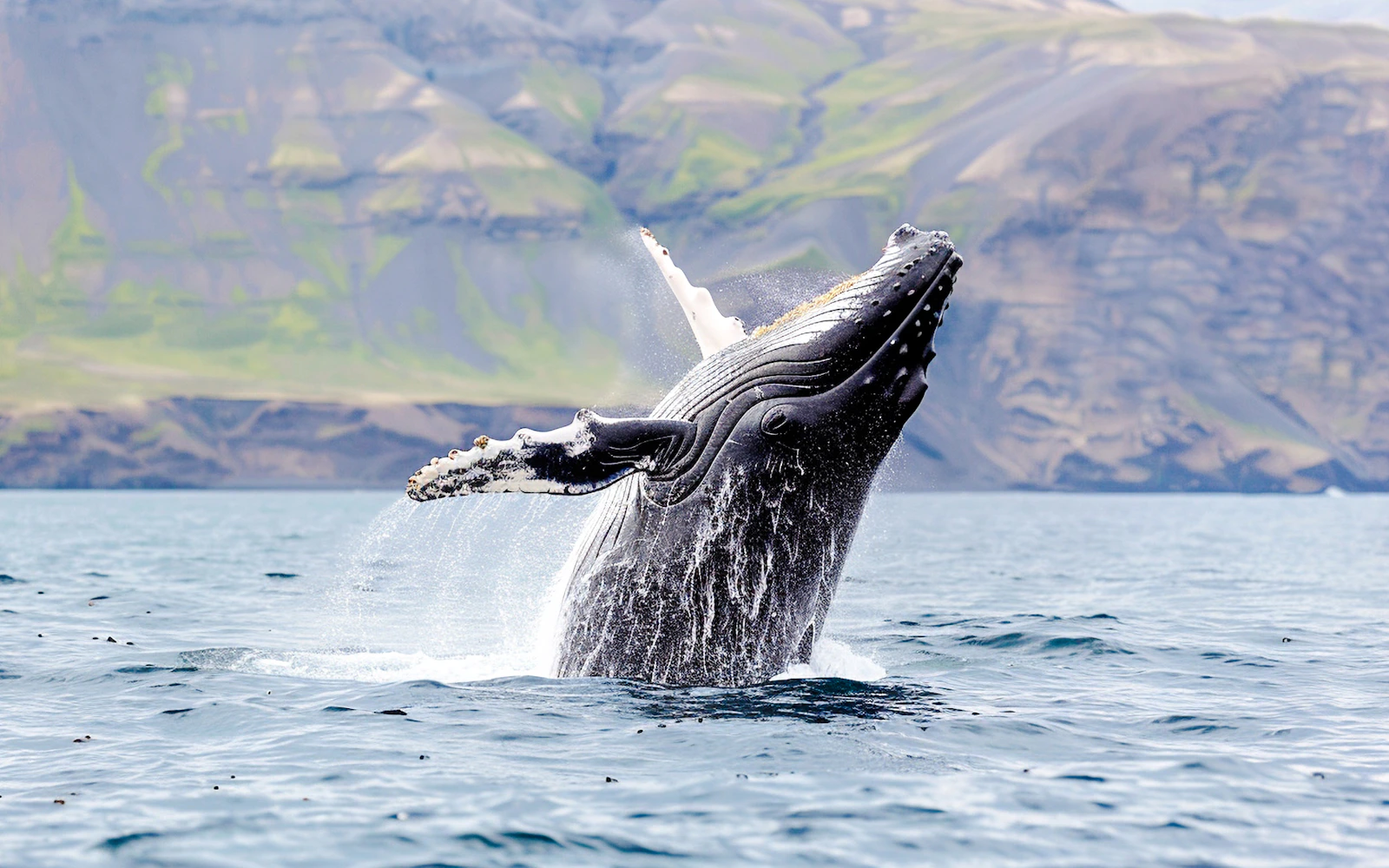 Reykjavik Old Town Private Walking Tour with Whale Watching Cruise Tickets