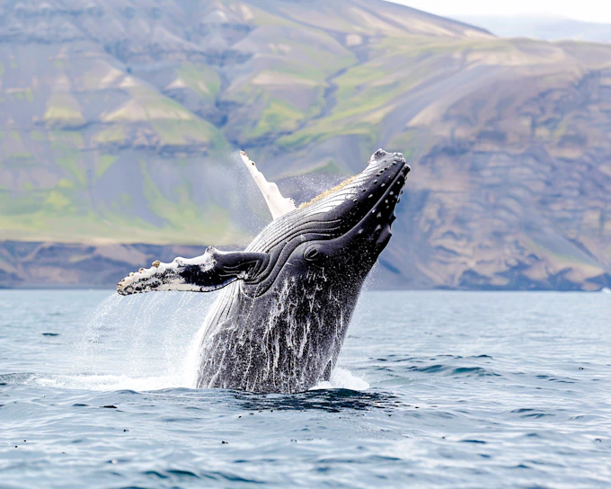 Reykjavik Old Town Private Walking Tour with Whale Watching Cruise Tickets (Product 52347)