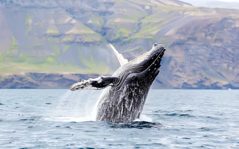 reykjavik old town tour and whale watching cruise tickets-1