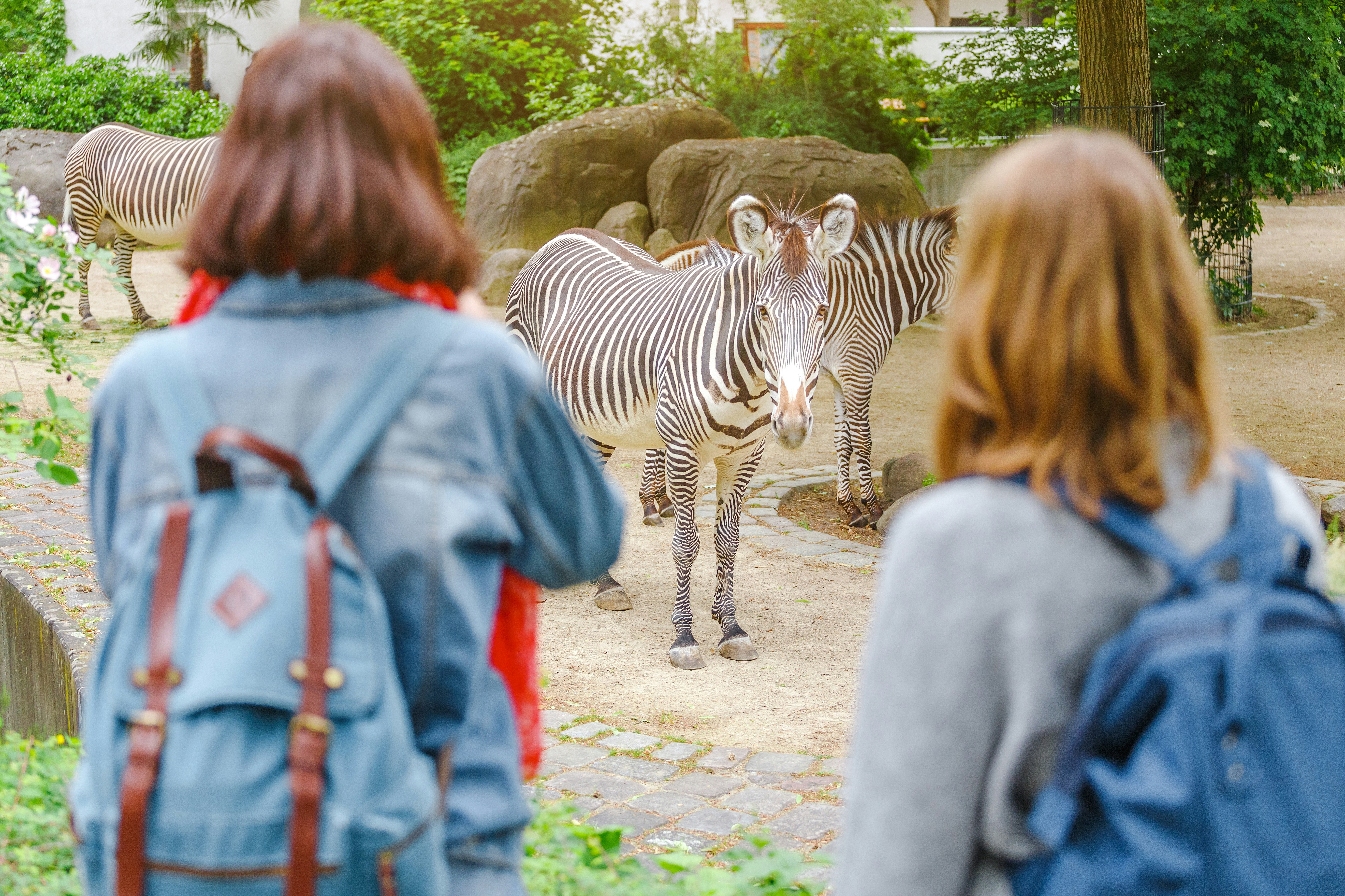 Friends observing zebras at São Paulo Zoo.