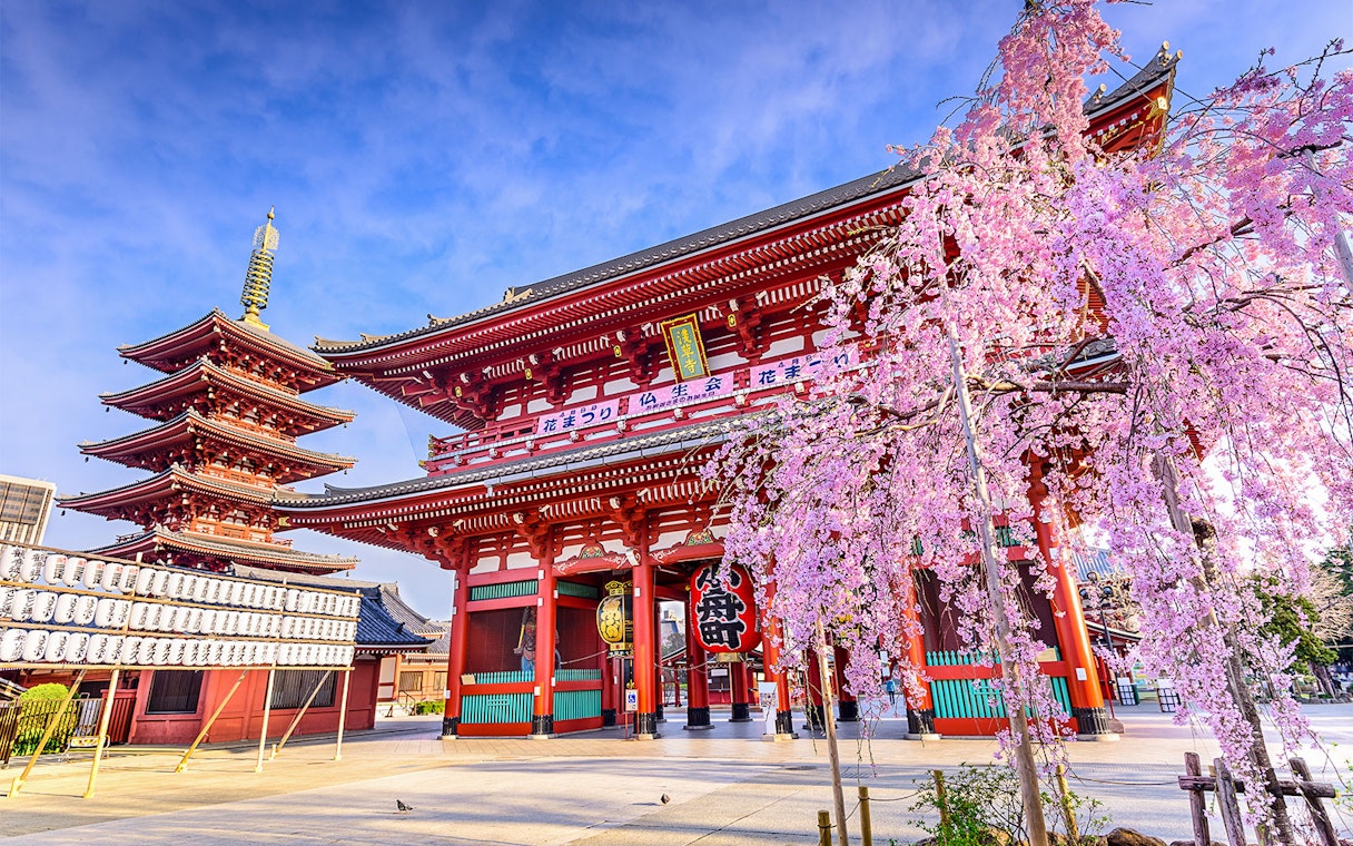 Sensoji Temple with cherry blossoms in Asakusa, Tokyo, Japan.