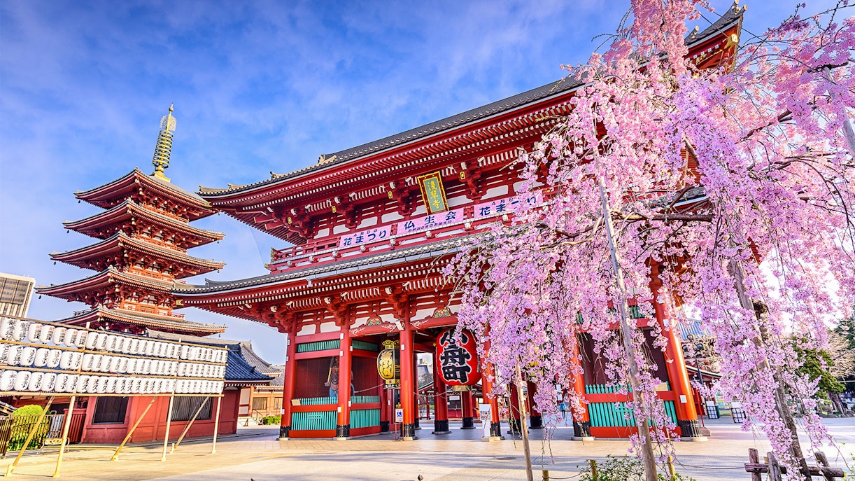 Sensoji Temple with cherry blossoms in Asakusa, Tokyo, Japan.