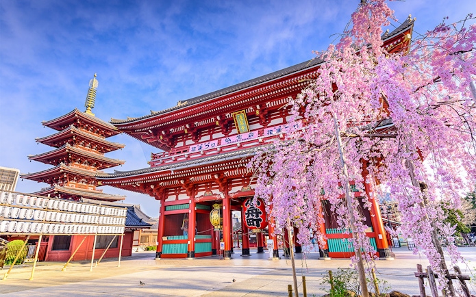 Sensoji Temple with cherry blossoms in Asakusa, Tokyo, Japan.