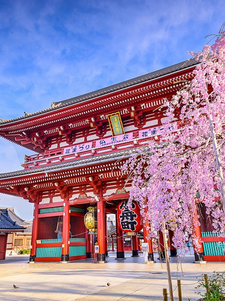 Sensoji Temple with cherry blossoms in Asakusa, Tokyo, Japan.