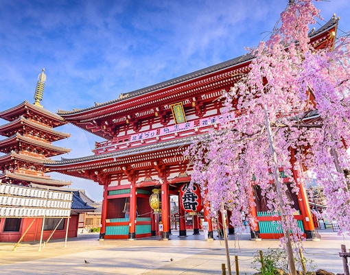Sensoji Temple with cherry blossoms in Asakusa, Tokyo, Japan.