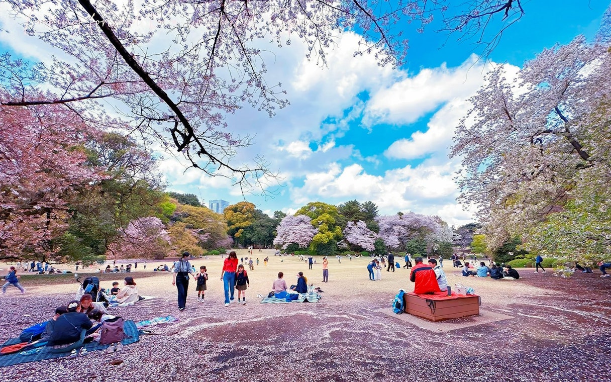 Visitors enjoying cherry blossoms at Shinjuku Gyoen National Garden, Tokyo.