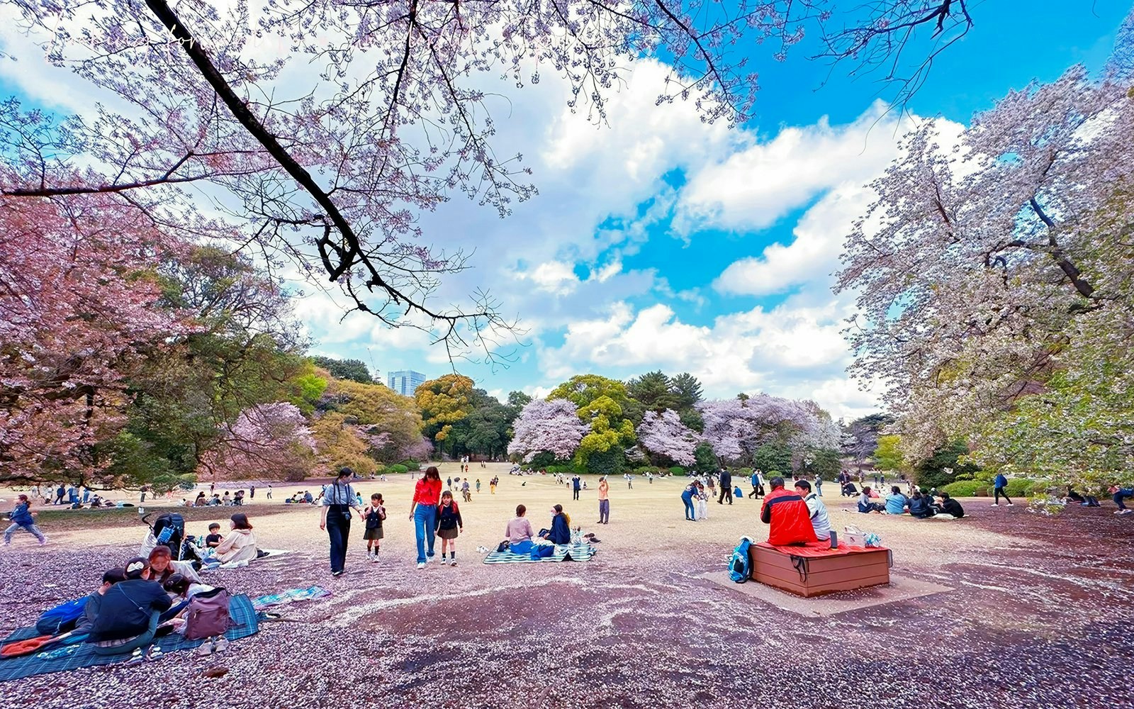 Visitors enjoying cherry blossoms at Shinjuku Gyoen National Garden, Tokyo.