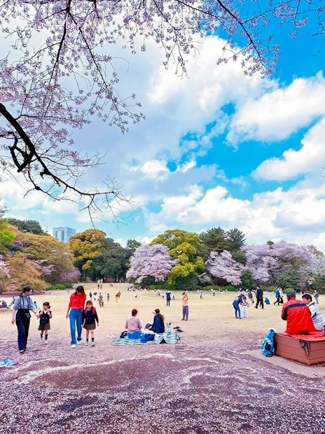 Visitors enjoying cherry blossoms at Shinjuku Gyoen National Garden, Tokyo.