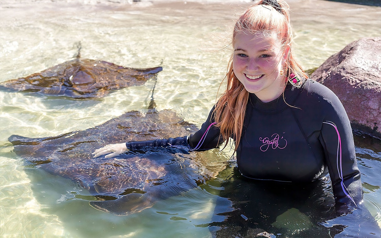 Person interacting with a stingray in shallow water at Irukandji, Australia.