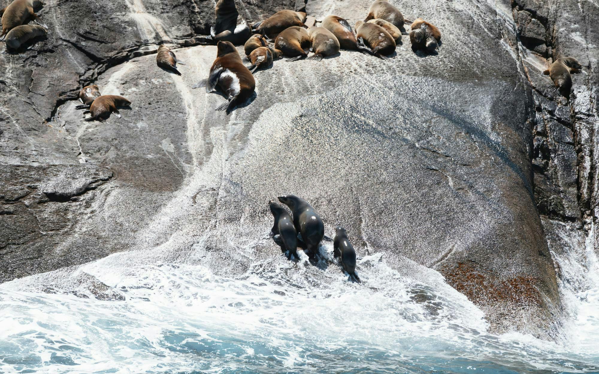 Seals resting on rocky shore at Wilsons Promontory during whale adventure cruise.