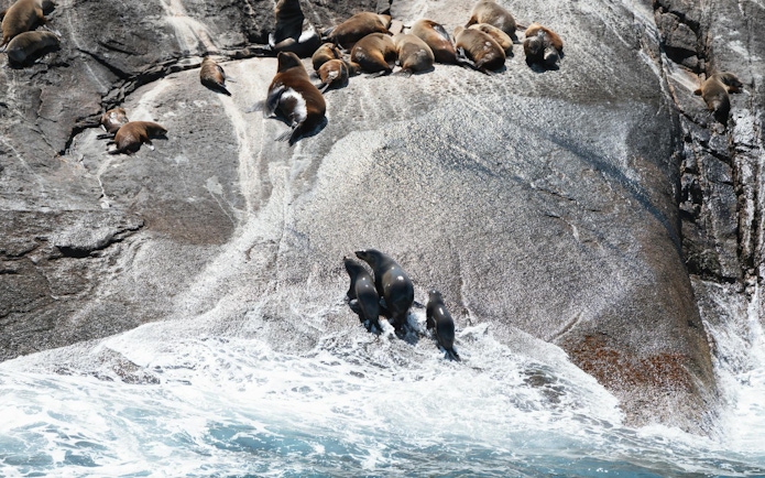 Seals resting on rocky shore at Wilsons Promontory during whale adventure cruise.