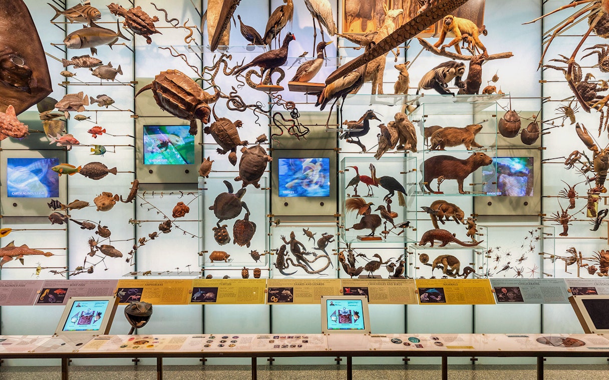 Diverse animal specimens displayed in the Hall of Biodiversity at the American Museum of Natural History.