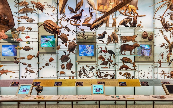 Diverse animal specimens displayed in the Hall of Biodiversity at the American Museum of Natural History.
