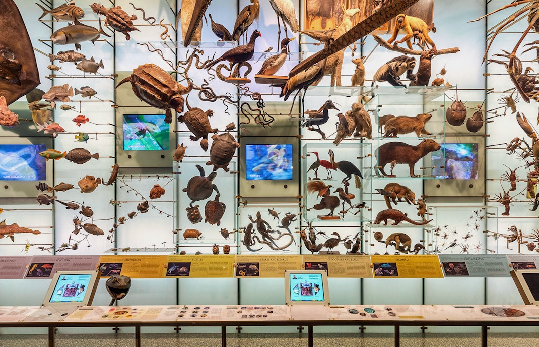 Visitors exploring the Hall of Biodiversity at the American Museum of Natural History, New York.