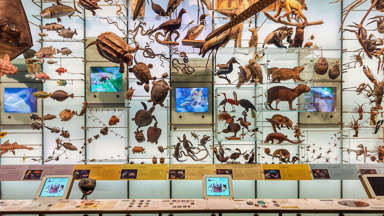Visitors exploring the Hall of Biodiversity at the American Museum of Natural History, New York.