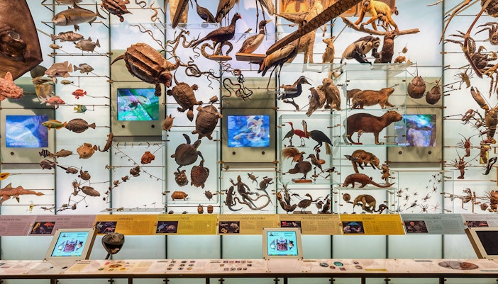 American Museum of Natural History
