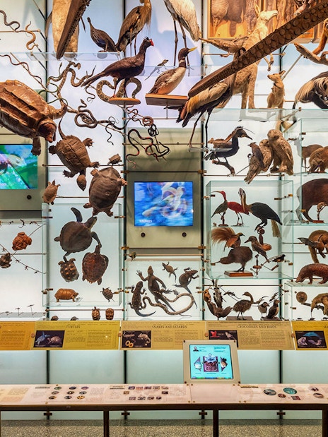 Diverse animal specimens displayed in the Hall of Biodiversity at the American Museum of Natural History.