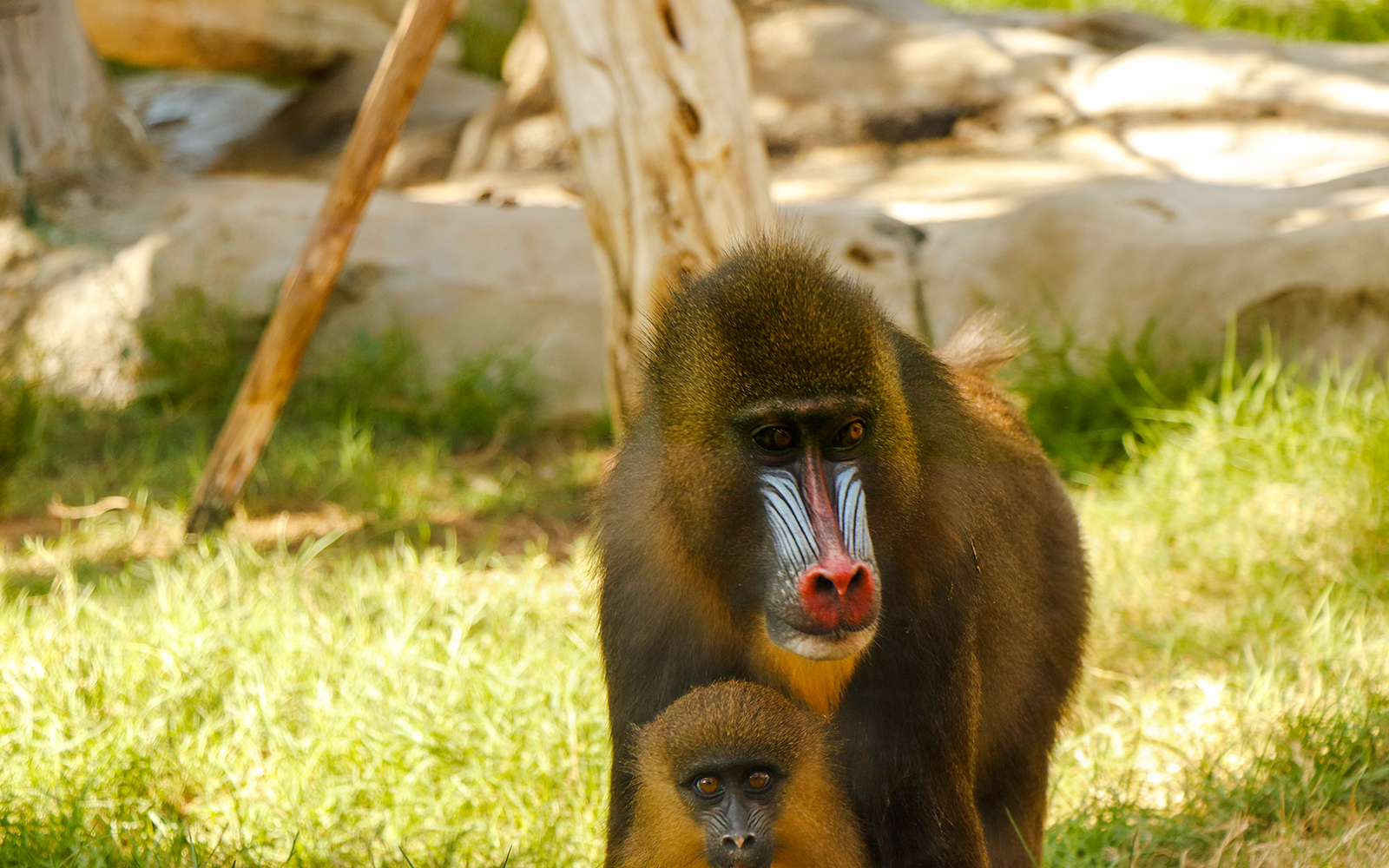 Mandrill with colorful face markings and young in a natural habitat.