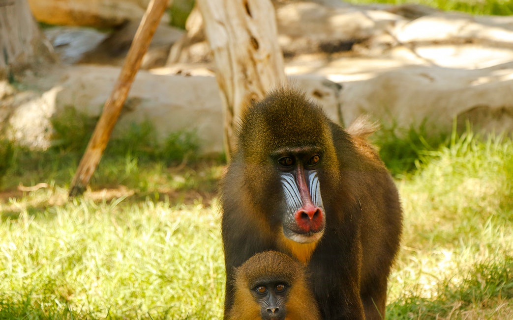 Mandrill with colorful face markings and young in a natural habitat.