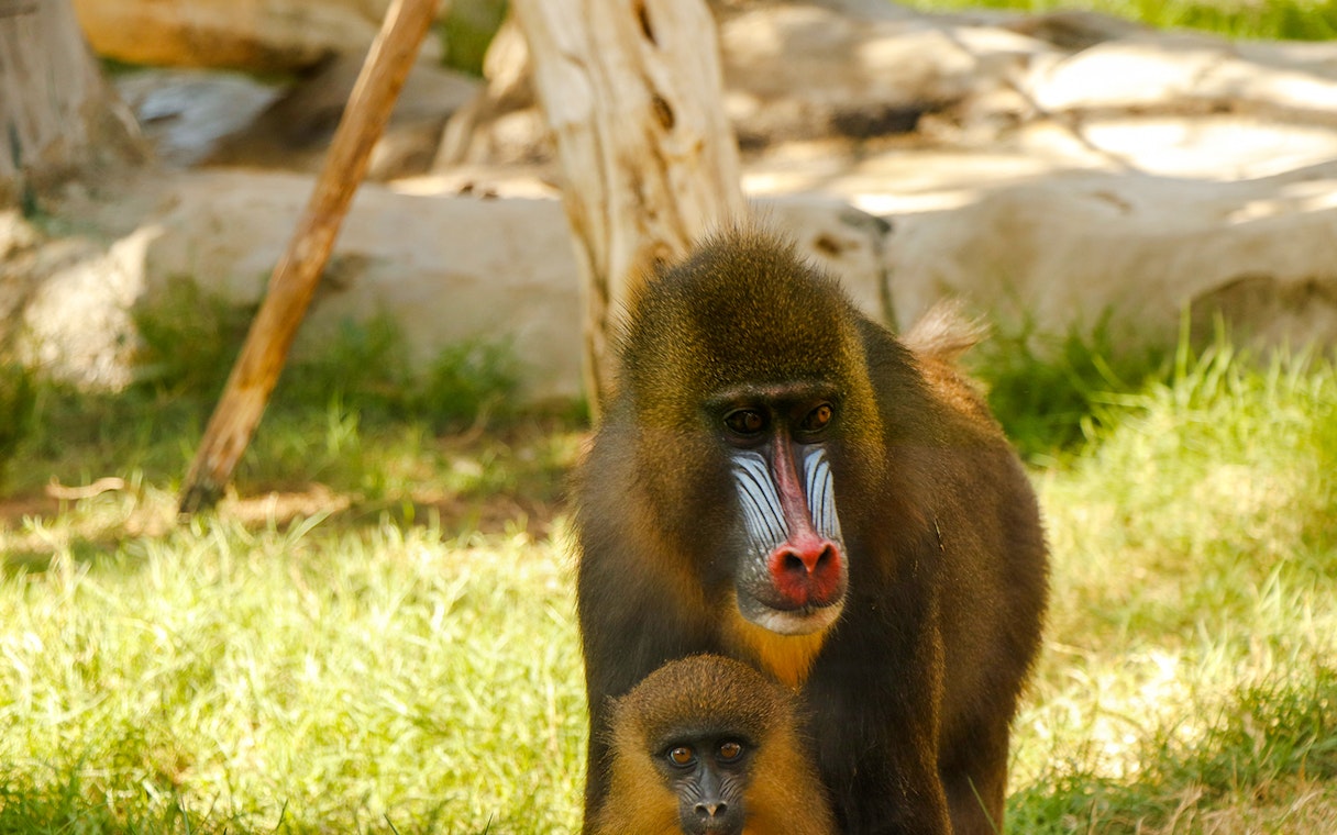 Mandrill with colorful face markings and young in a natural habitat.