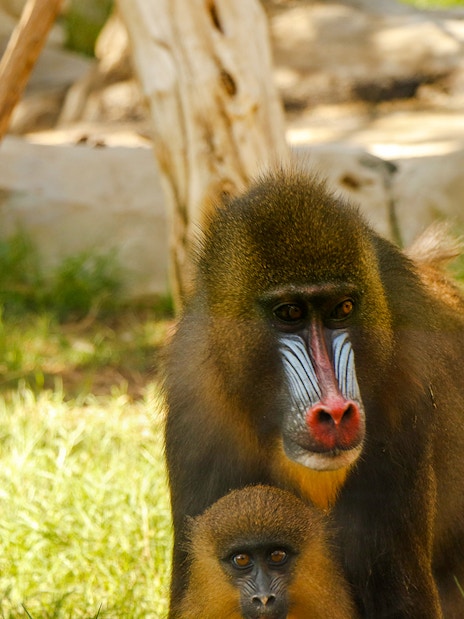 Mandrill with colorful face markings and young in a natural habitat.