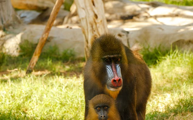 Mandrill with colorful face markings and young in a natural habitat.