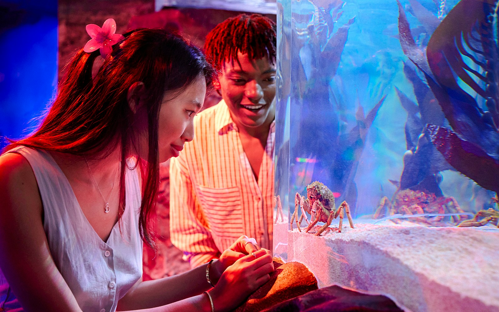 Visitors observing crabs in an aquarium at Sea Life Melbourne.