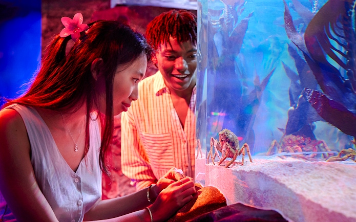 Visitors observing crabs in an aquarium at Sea Life Melbourne.