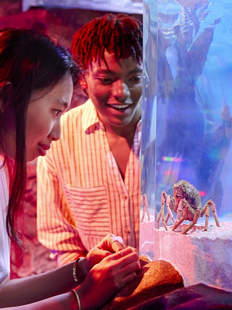Visitors observing crabs in an aquarium at Sea Life Melbourne.